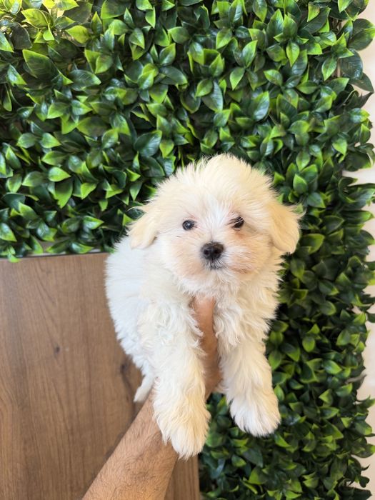 Bichon Maltes Puro