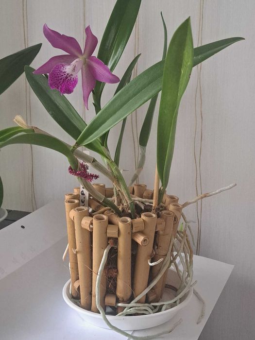 Орхидея  Горшок из бамбука для каттлеи орхидеи