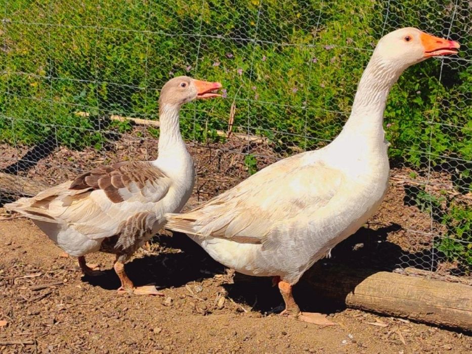 Casal Gansos Novos