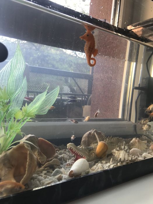 Акваріум з рибками декораціями і освітленням