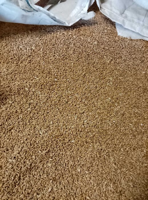 sprzedam pszenice, owies