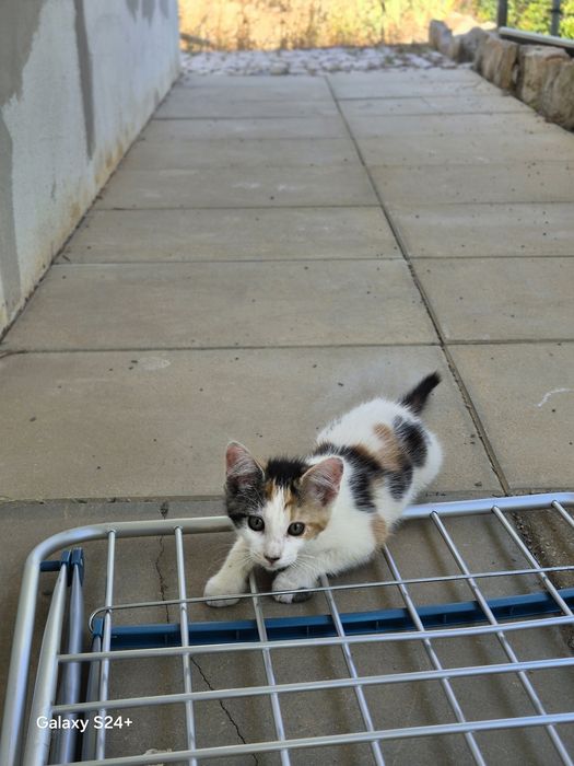 Gatinhos para dar