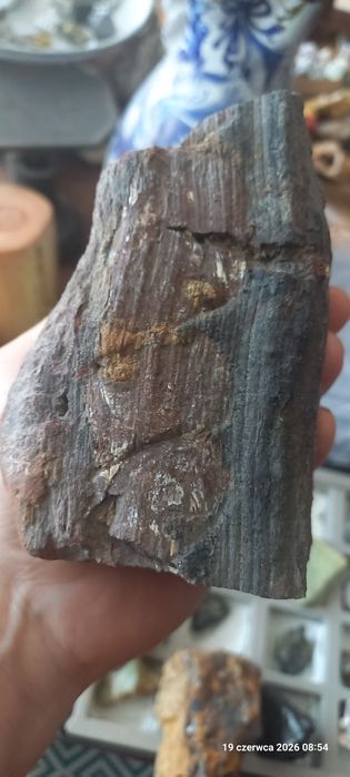 Minerały skamieniałości skamieniałe drewno