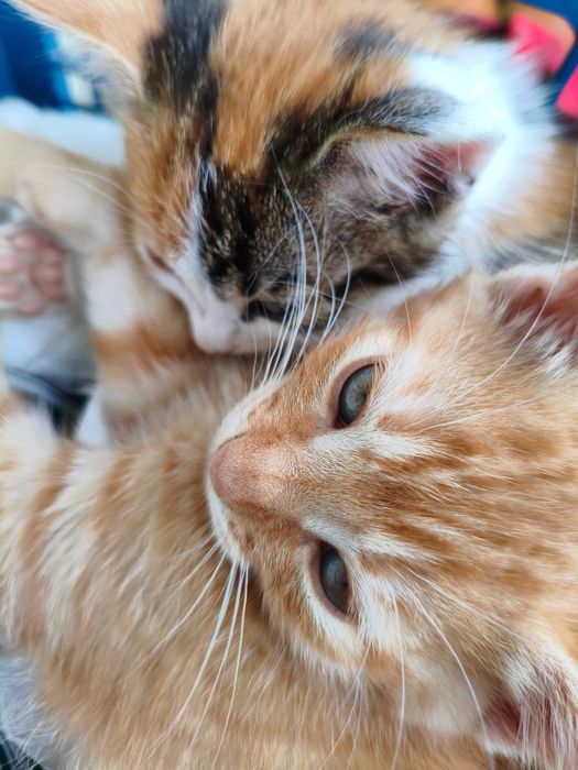 Віддам котиків двох