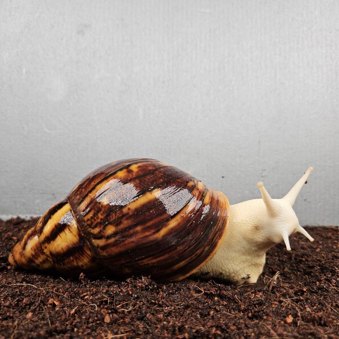 Archachatina marginata ovum albino body Ślimak afrykański
