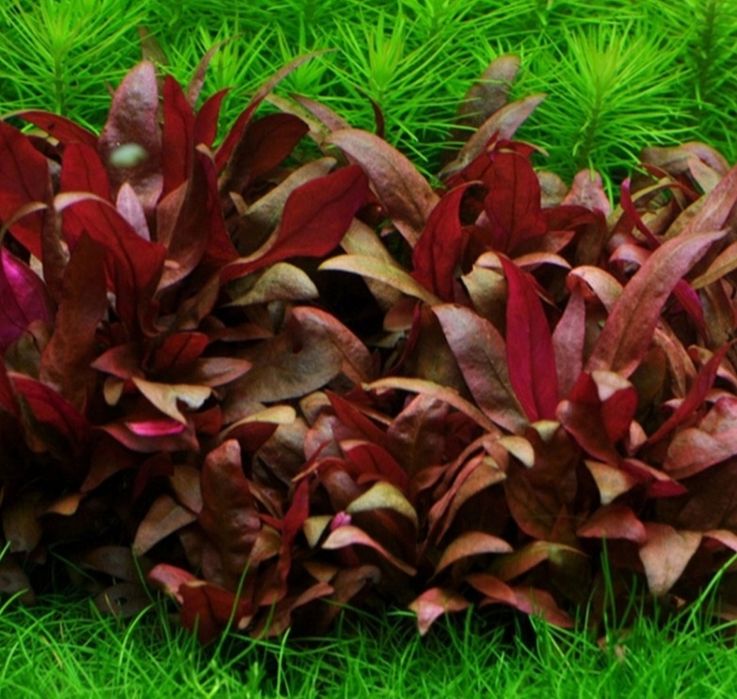 Alternanthera reinecki mini
