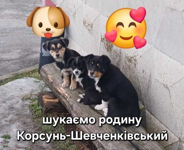 Безкоштовно цуцики дворові