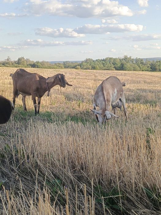 Продам маленькие стадо кіз