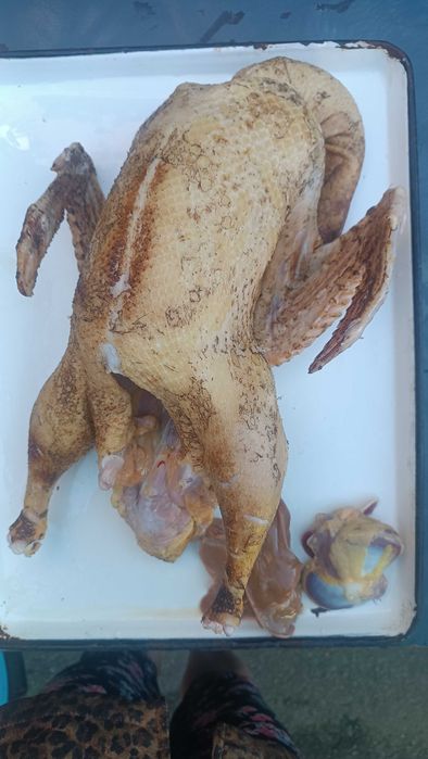 Індокачки продам