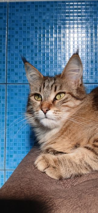 Продам дівчинку Мейн кун