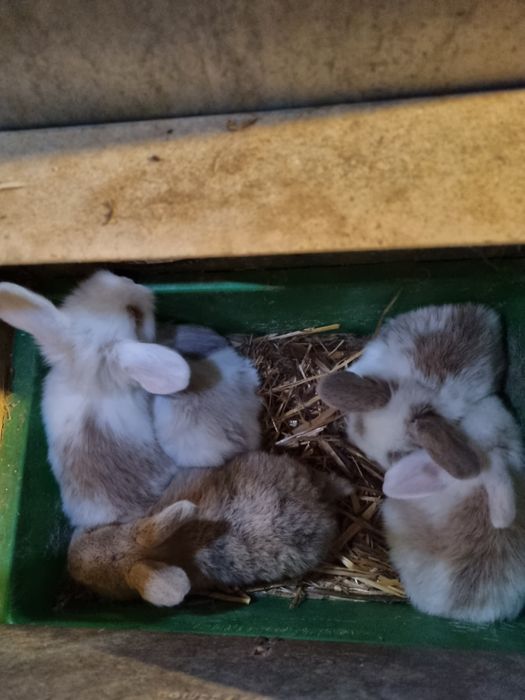 Coelhos anoes mini lop(orelhudos) e mini holandeses do criador