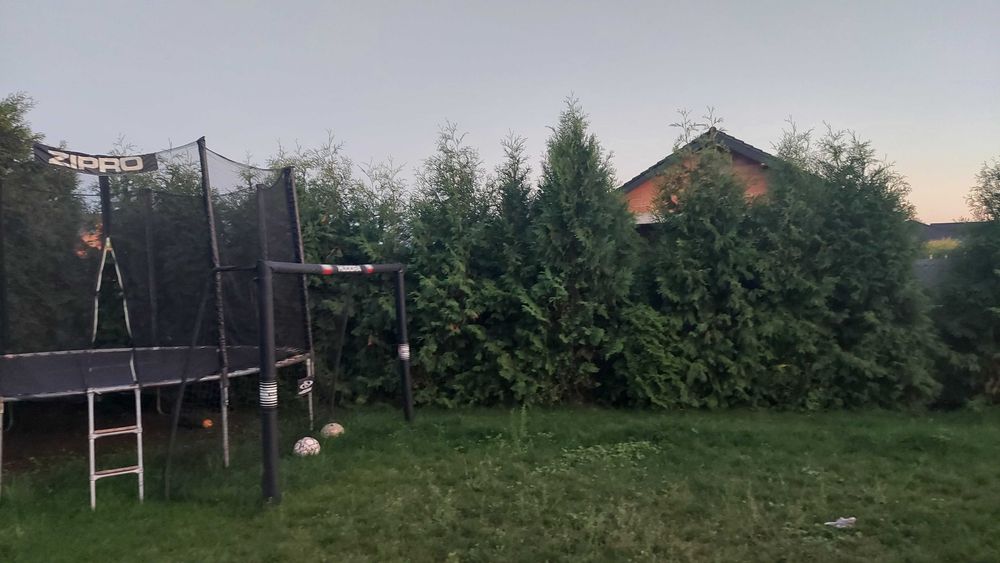 tuje brabant 20szt gratis 3szt za worki z ziemią oddam
