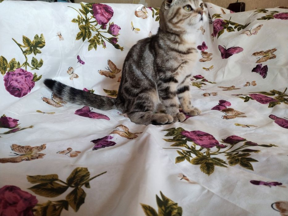 Котик скотіш фолд