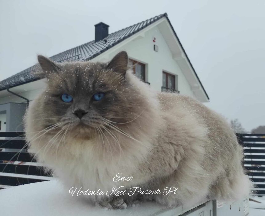 Kot syberyjski neva masquerade PZF,WCF dla alergików,badania genetyczn