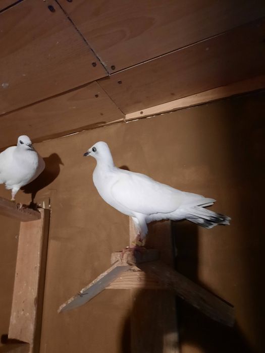 Sprzedam gołębie srebrniaka,jasne.