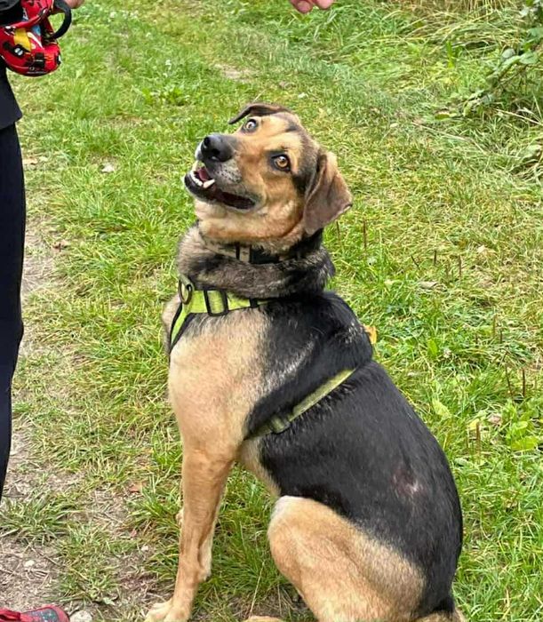 Pies Bruno kochający spacery szuka domu