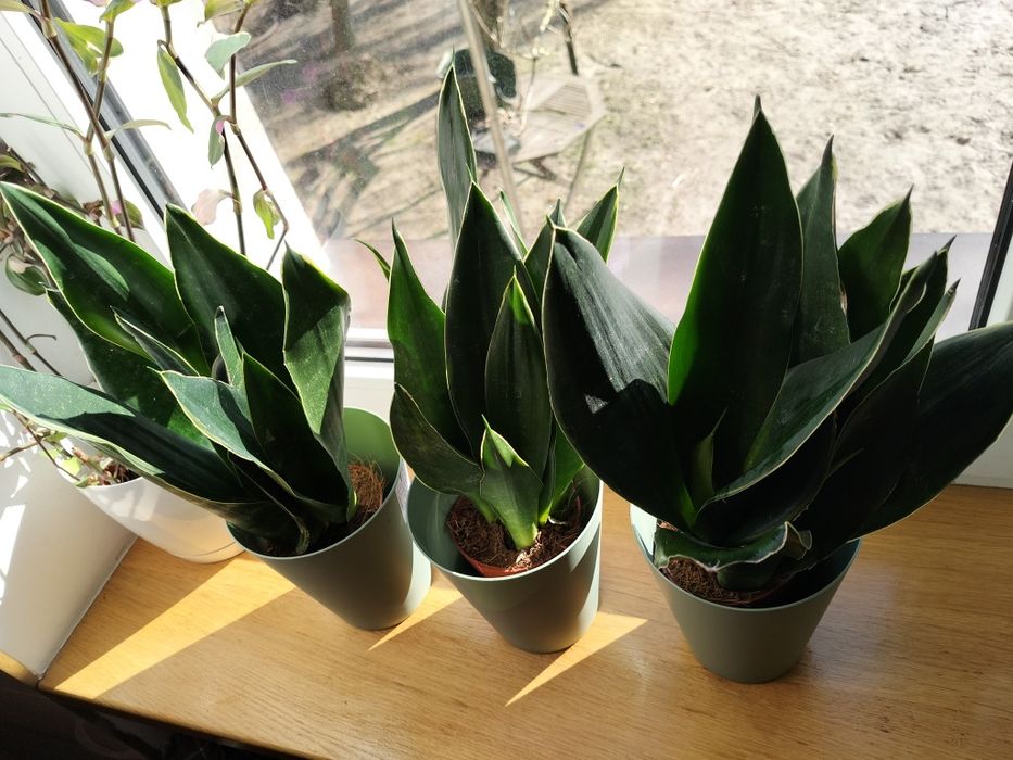 Sansevieria Golden Banner Midninght Shine