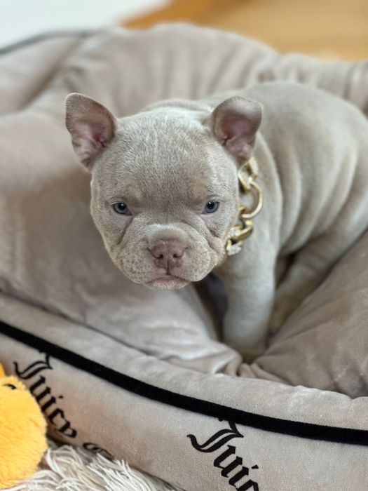 Американський буллі покет лілова