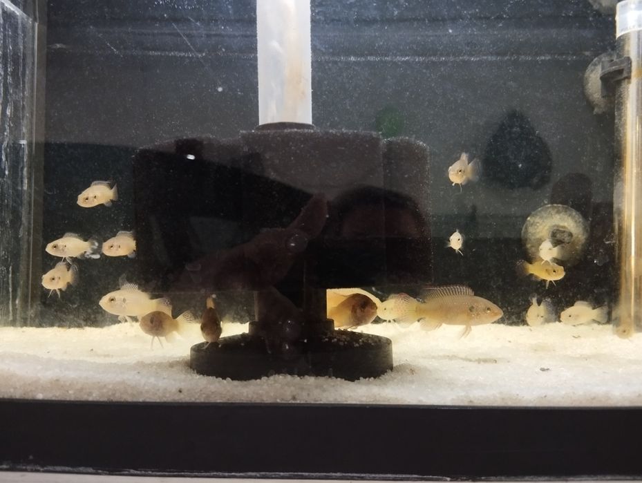 Ciclídeos Jóias- 2cm a 4 cm