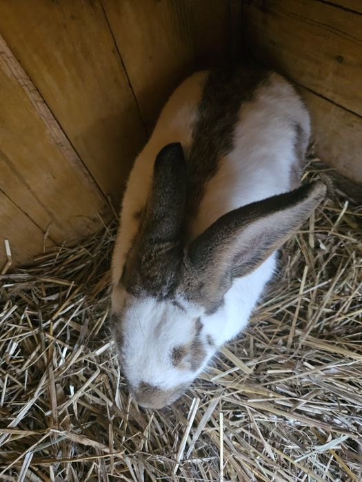 Królik srokacz niemiecki