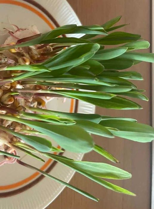 kukurydza naturalnie suszona