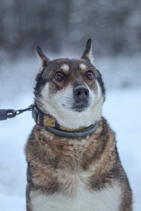 Cicha sunia szuka domu / do adopcji