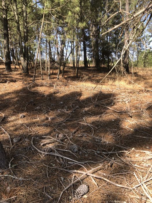 Pinhas Secas Naturais p/ Lareira | Saco Pequeno, Médio ou Grande