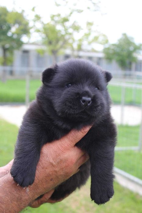 Cachorro Chow-Chow com LOP