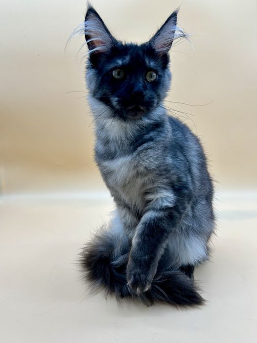 Мейн кун  котенок девочка черный дым с документами питомник