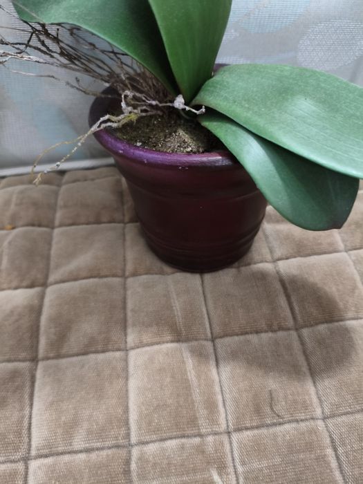 Orquídea cor salmão em plástico