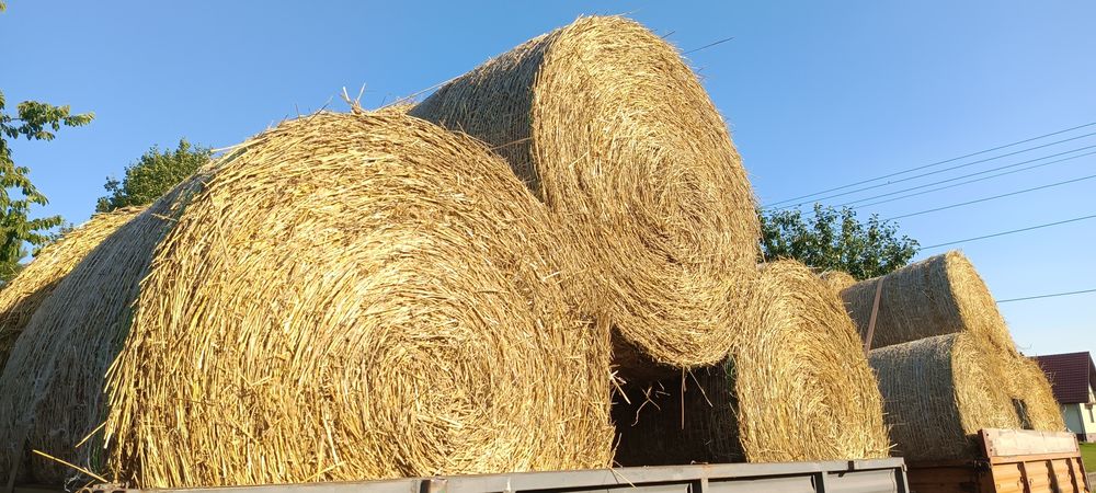 Sprzedam słomę pszenną