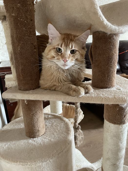 мейнкуны с документами.