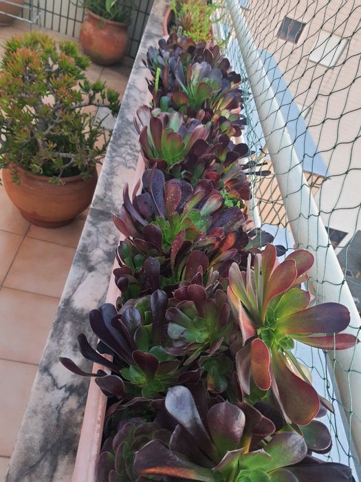 Floreiras com suculentas