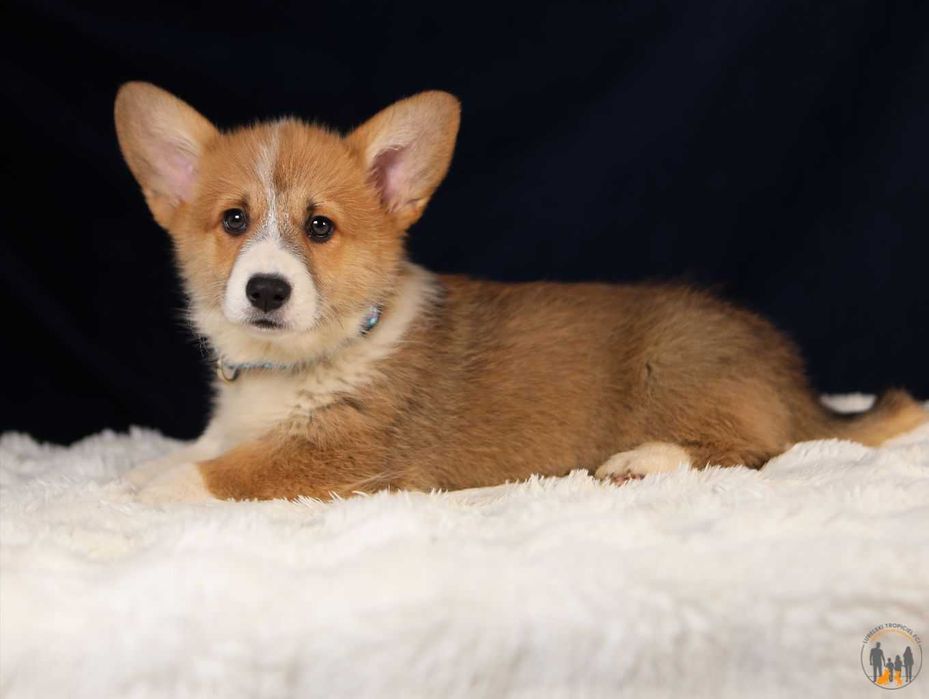 Welsh Corgi Pembroke ZKwP FCI po Championie
