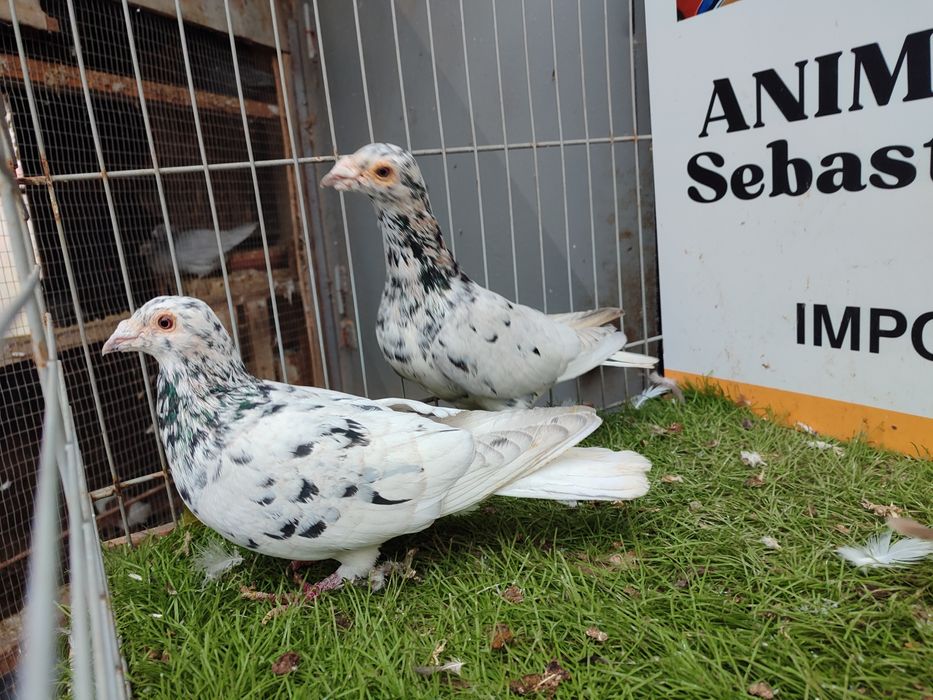 Gołębie. Pocztowy. Pocztowe. Almond. Możliwy transport