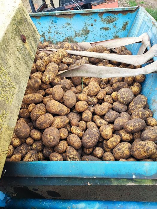 Ziemniaki Denar Lilly Hetman Red Sonia( czerwona) gwiazda Lord