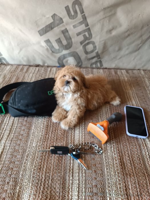 Неймовірно красиві малявкі зі Львова Ф1 і ф2.