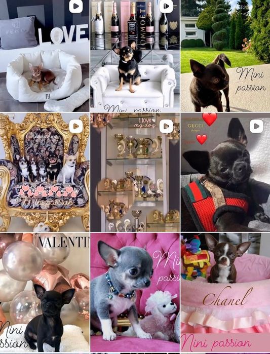 Chihuahua chłopiec mini