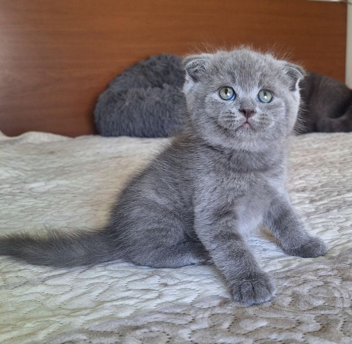 Scottish fold macho azul