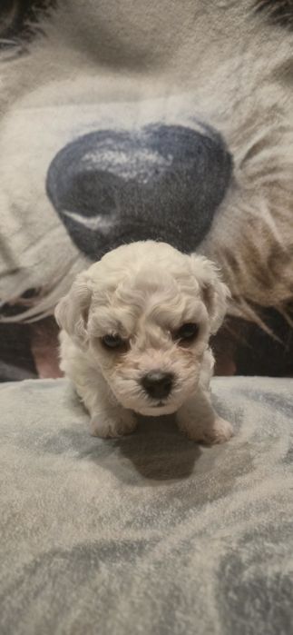 Bichon Frise - szczeniaczek