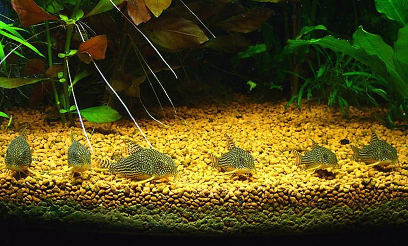 Коридорас штерба рибка акваріумна