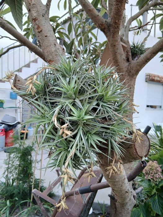 Planta Cravos "aéreos" (Bromélia)