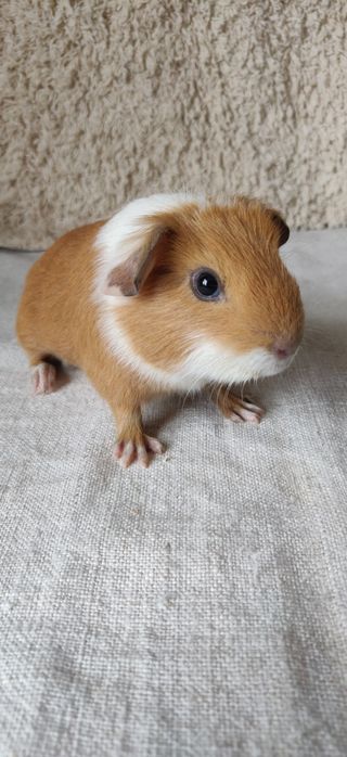 Морська свинка хлопчик 1міс