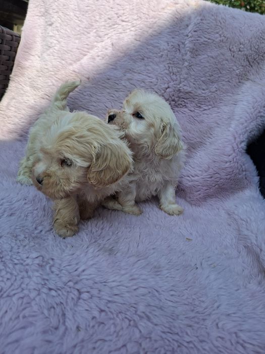 Piesek Maltipoo    .