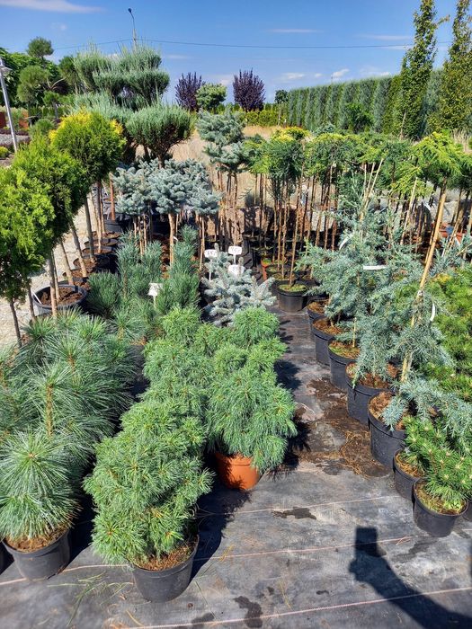 Tuja szmaragd 90-105cm.PRODUCENT PLESZEW