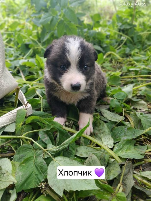 Цуценятка шукають дім