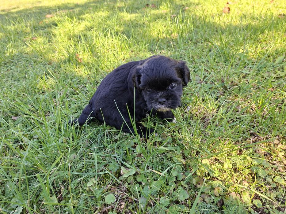 Shih-tzu piesek czarny