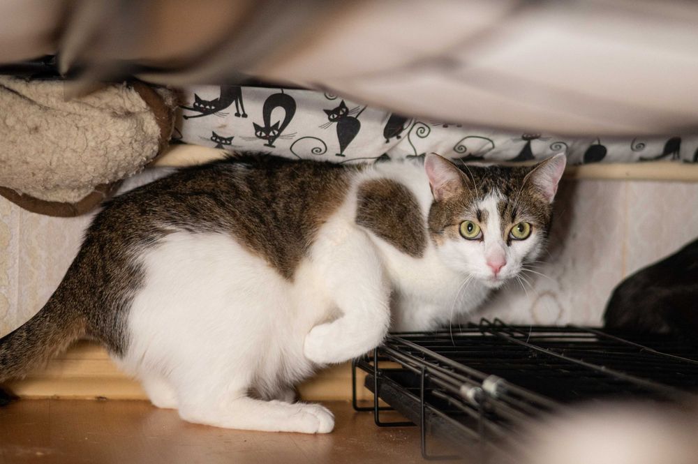 KAJTEK wyjątkowy kocurek do adopcji - piękny, ale płochliwy