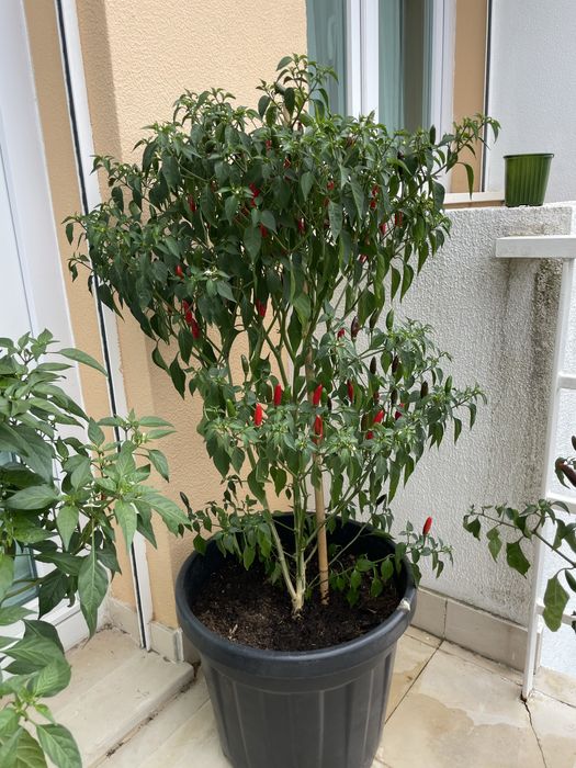 Malagueteira em vaso de 30L