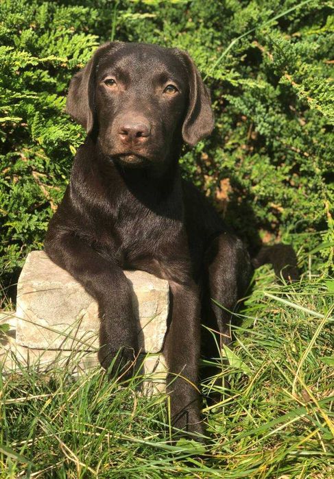 Шоколадные щенки лабрадора
